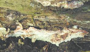 Attēlu rezultāti vaicājumam “Sarcoporia polyspora”