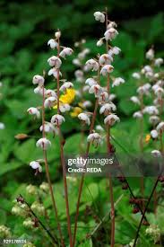 Attēlu rezultāti vaicājumam “Pyrola minor flower”