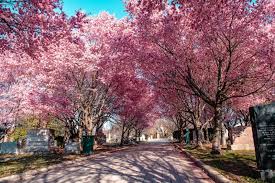 Image result for "cherry blossom" washington