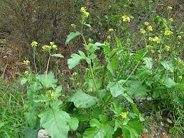 Attēlu rezultāti vaicājumam “Sinapis alba”