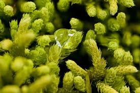 Attēlu rezultāti vaicājumam “Anomodon attenuatus”