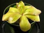 Pinguicula "ANPA A"