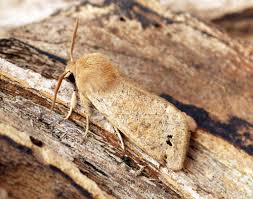 Attēlu rezultāti vaicājumam “Orthosia munda”