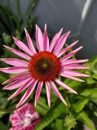 Attēlu rezultāti vaicājumam “Echinacea purpurea bud”