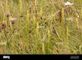 Attēlu rezultāti vaicājumam “Herminium monorchis fruit”