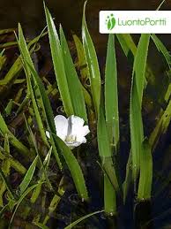 Attēlu rezultāti vaicājumam “Stratiotes aloides flower”