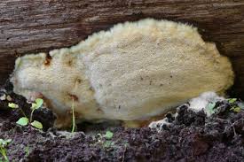 Attēlu rezultāti vaicājumam “Skeletocutis”