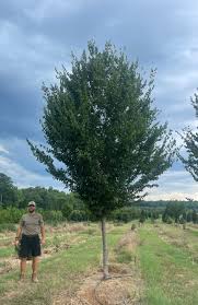 Attēlu rezultāti vaicājumam “Carpinus caroliniana”