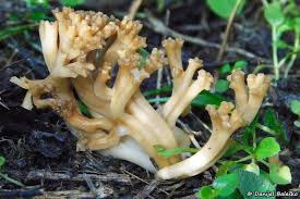 Attēlu rezultāti vaicājumam “Badhamia nitens macro”