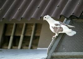 Image result for Meridian Racing Pigeon Lofts