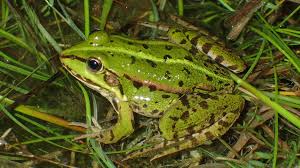 Attēlu rezultāti vaicājumam “Pelophylax”