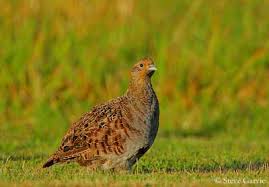 Attēlu rezultāti vaicājumam “Perdix perdix adult”
