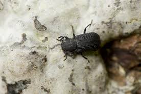 Attēlu rezultāti vaicājumam “Bolitophagus reticulatus imago”