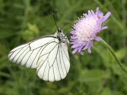 Attēlu rezultāti vaicājumam “Aporia crataegi larva”
