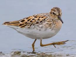 Image result for Calidris subminuta