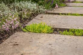 Image result for Mauerpfeffer