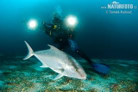 Image result for Seriola rivoliana