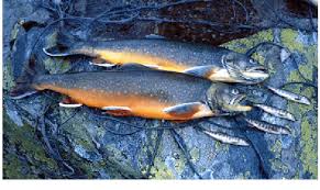 Image result for Salvelinus alpinus