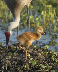 Attēlu rezultāti vaicājumam “Grus grus nest”