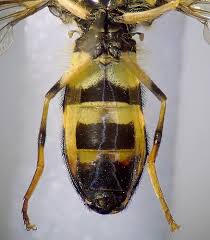 Attēlu rezultāti vaicājumam “Xanthogramma sp. male”