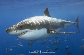 Image result for Carcharodon carcharias