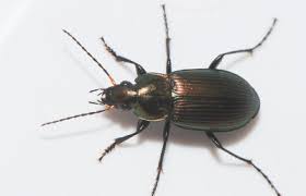 Attēlu rezultāti vaicājumam “Poecilus cupreus”