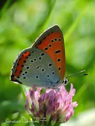 Attēlu rezultāti vaicājumam “Lycaena dispar”
