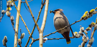 Attēlu rezultāti vaicājumam “Bombycilla garrulus”