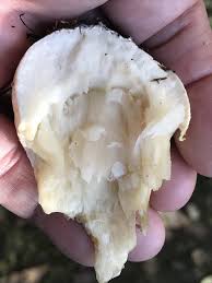 Attēlu rezultāti vaicājumam “Boletales”