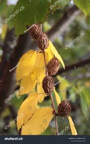 Attēlu rezultāti vaicājumam “Betula alleghaniensis fruit”