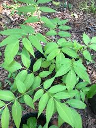 Attēlu rezultāti vaicājumam “Sambucus nigra leaf”