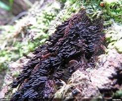 Attēlu rezultāti vaicājumam “Stemonaria irregularis”