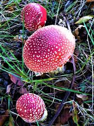 Image result for vliegenzwam