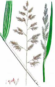 Attēlu rezultāti vaicājumam “Phalaroides arundinacea”