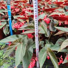 Attēlu rezultāti vaicājumam “Malus purpurea leaf”