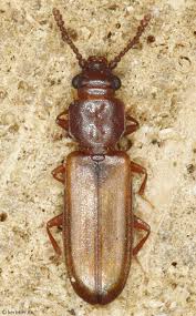 Attēlu rezultāti vaicājumam “Cucujidae”