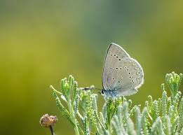 Attēlu rezultāti vaicājumam “Boloria titania underside”