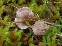 Attēlu rezultāti vaicājumam “Arrhenia retiruga”