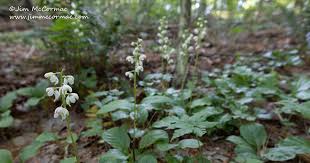 Attēlu rezultāti vaicājumam “Pyrola rotundifolia leaf”