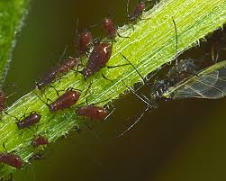 Attēlu rezultāti vaicājumam “Uroleucon hypochoeridis”