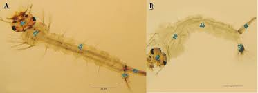 Attēlu rezultāti vaicājumam “Culex pipiens larva”