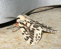 Attēlu rezultāti vaicājumam “Spilosoma sp.”
