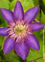 Image result for clematis multi blue