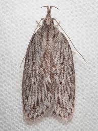 Attēlu rezultāti vaicājumam “Depressariidae”