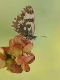 Attēlu rezultāti vaicājumam “Pontia edusa underside”