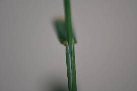 Attēlu rezultāti vaicājumam “Poa palustris leaf”