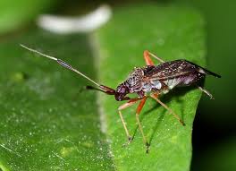 Attēlu rezultāti vaicājumam “Closterotomus biclavatus imago”