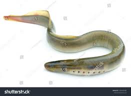 Attēlu rezultāti vaicājumam “Lampetra fluviatilis”