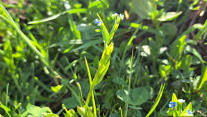 Attēlu rezultāti vaicājumam “Myosotis laxa subsp. baltica”
