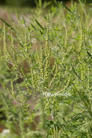 Attēlu rezultāti vaicājumam “Ambrosia artemisiifolia”